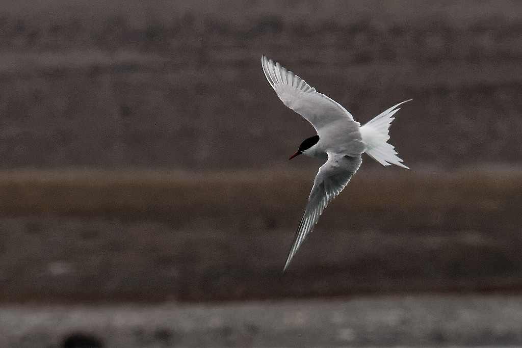 Arctic tern