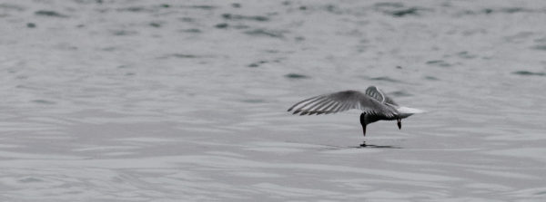 Arctic tern