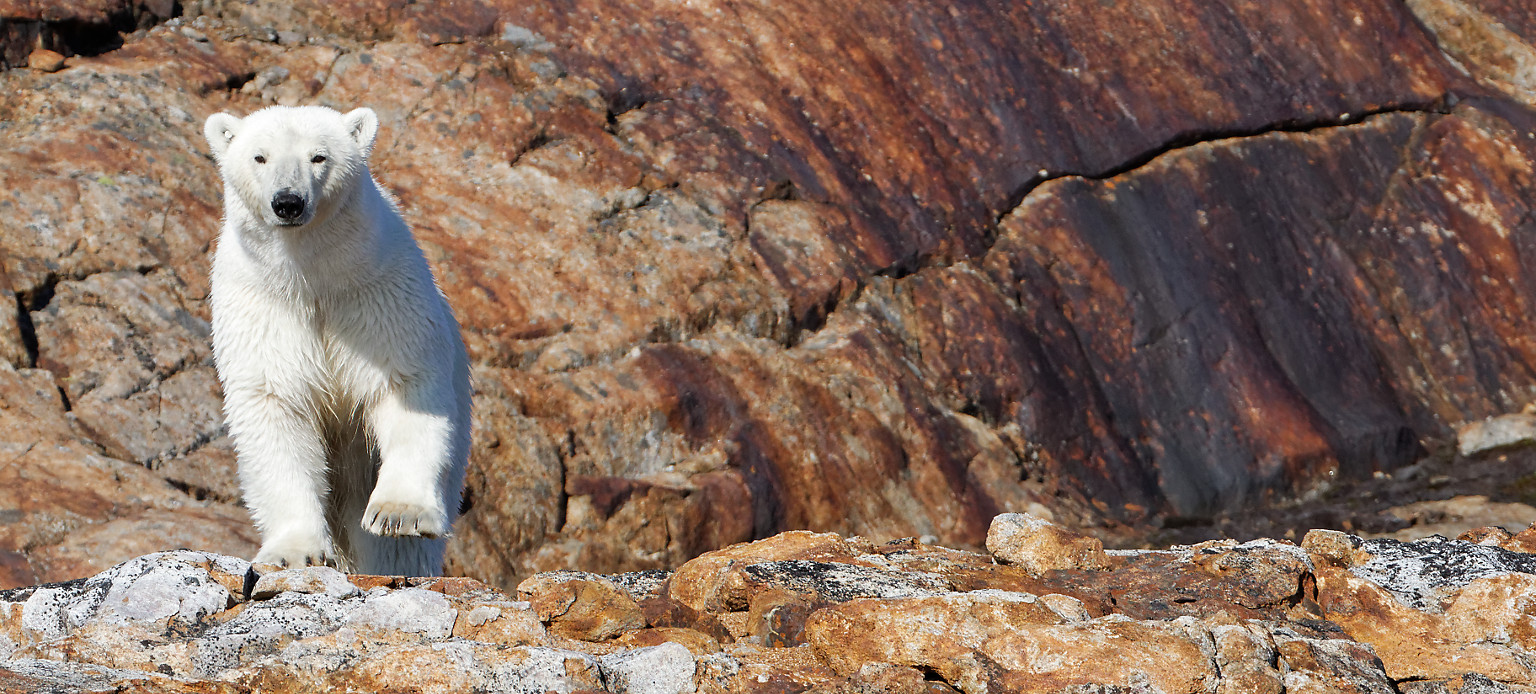 Polar bear on red rock