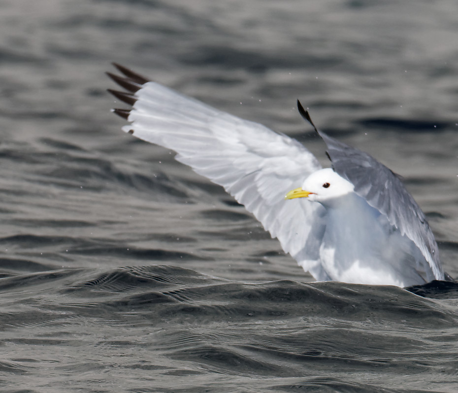 Birds of Prince Leopold Island 3/3