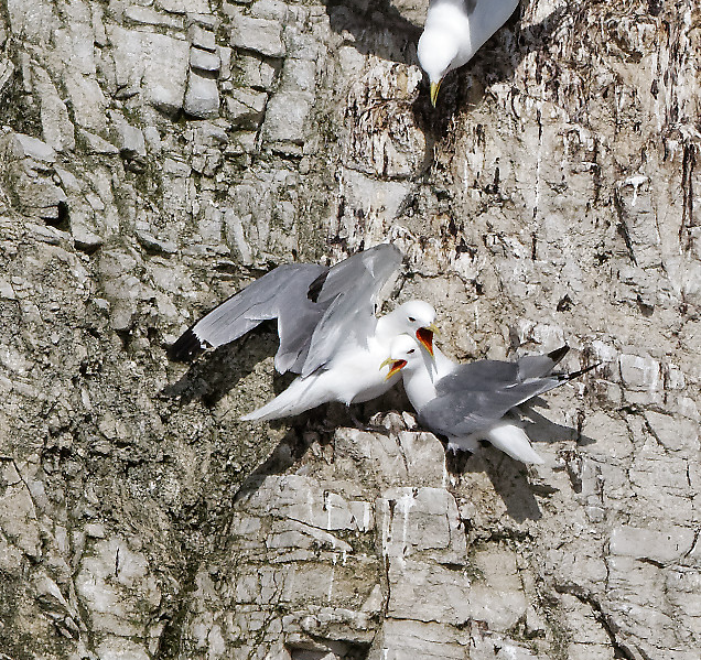 Neighbours bickering on Prince Leopold Island cliffs