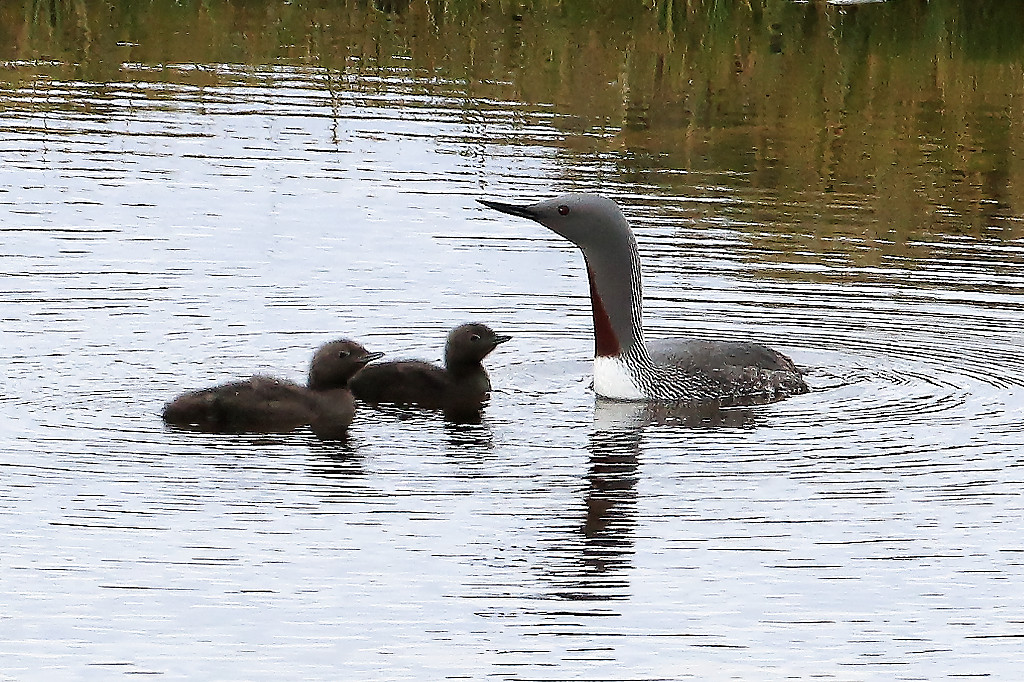 Red-throated loon’s family