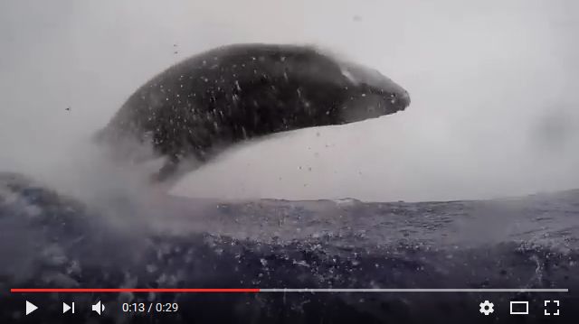 Humpback whales in Tonga