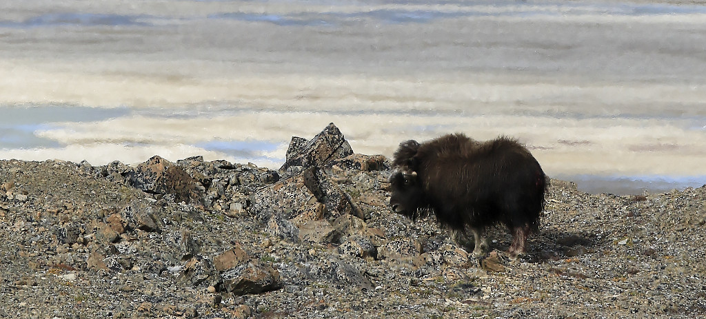 Musk ox