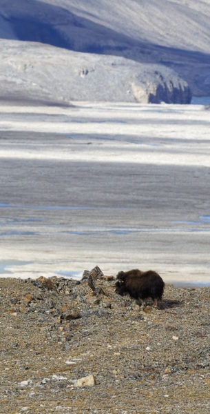 Musk ox