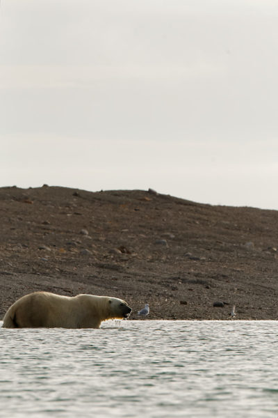 Polar bear