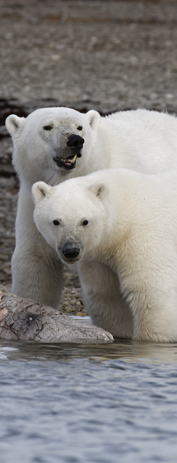 A few bears from the Great North