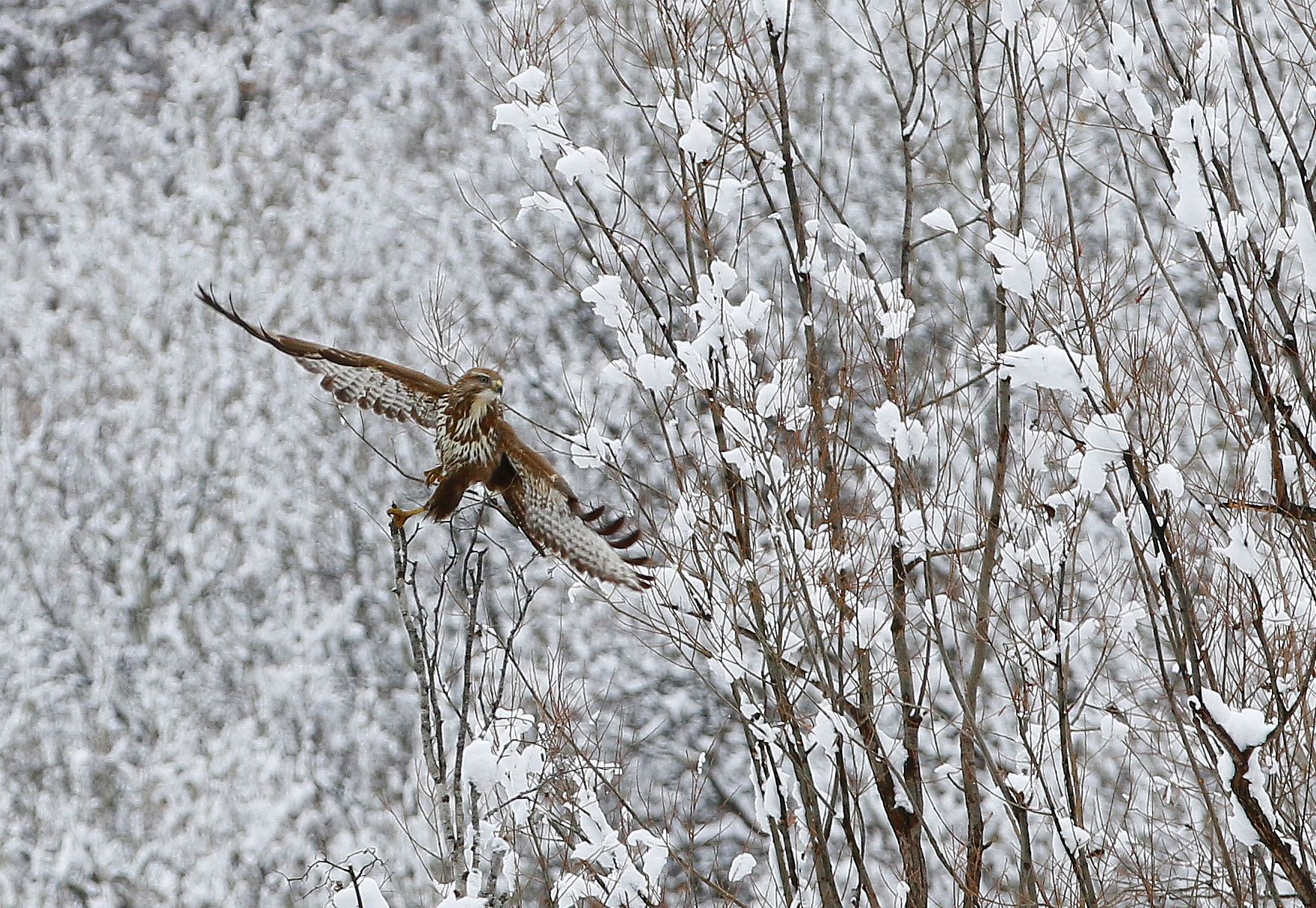 Common buzzard