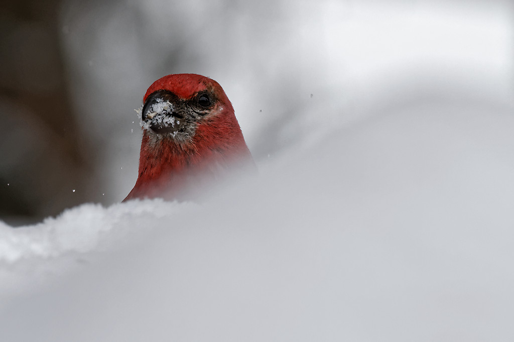 Small fauna in Winter – Yellowstone