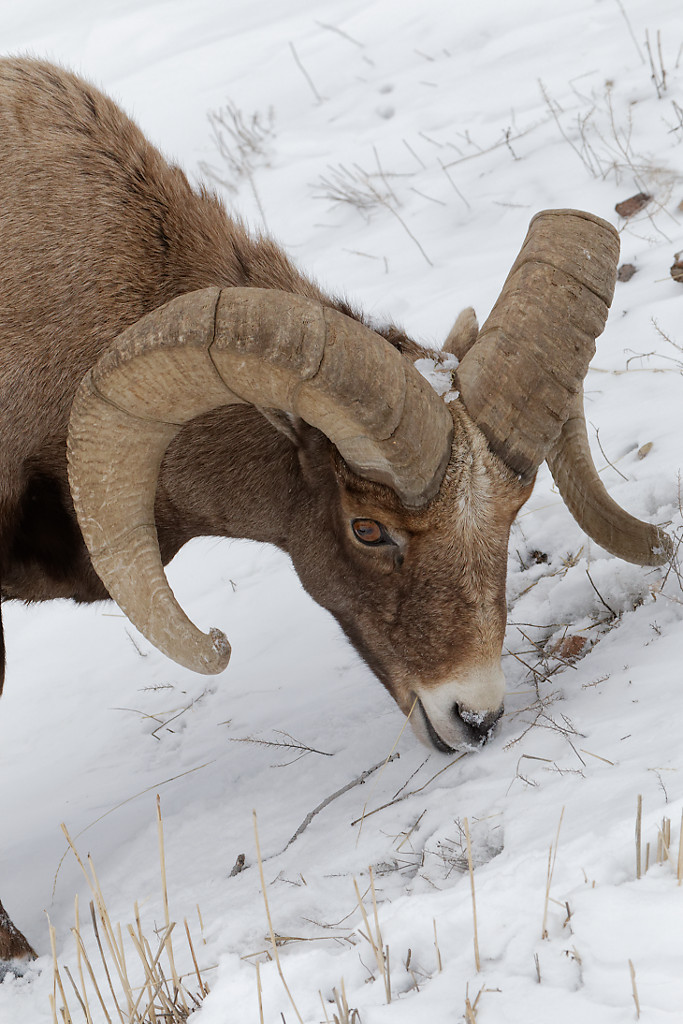 Big fauna in Winter – Yellowstone