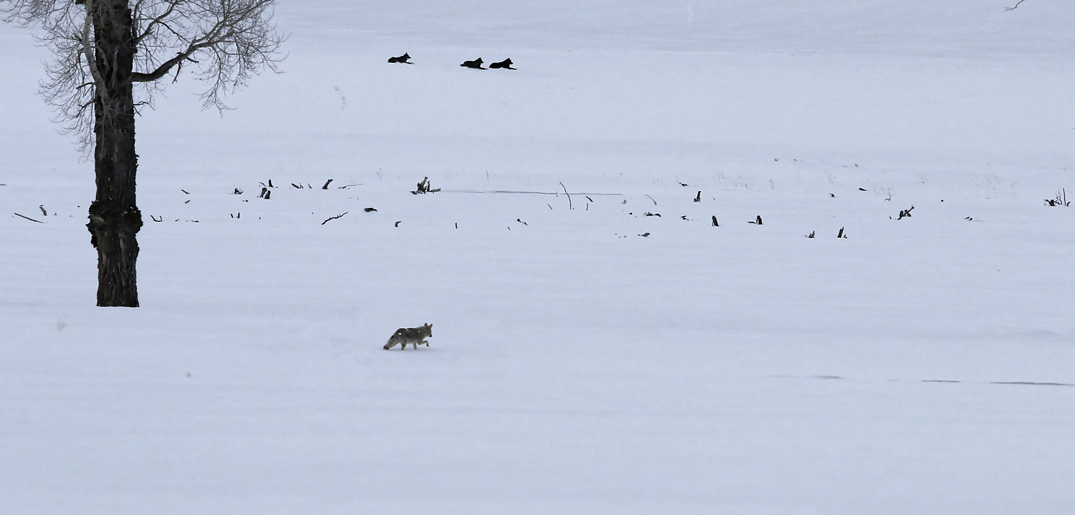 Grey wolves – Yellowstone