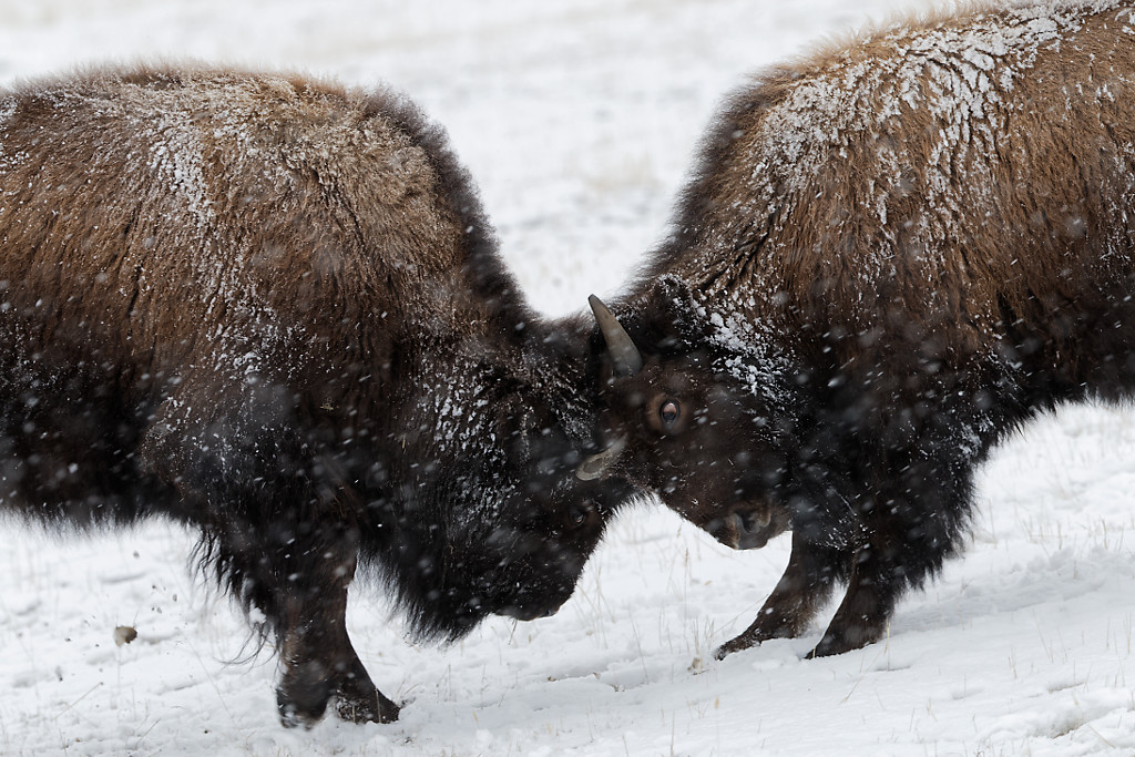 Buffalos in Winter – Yellowstone