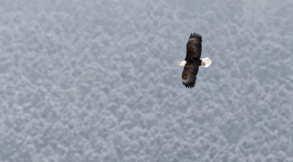 Eagles in Yellowstone (Winter)