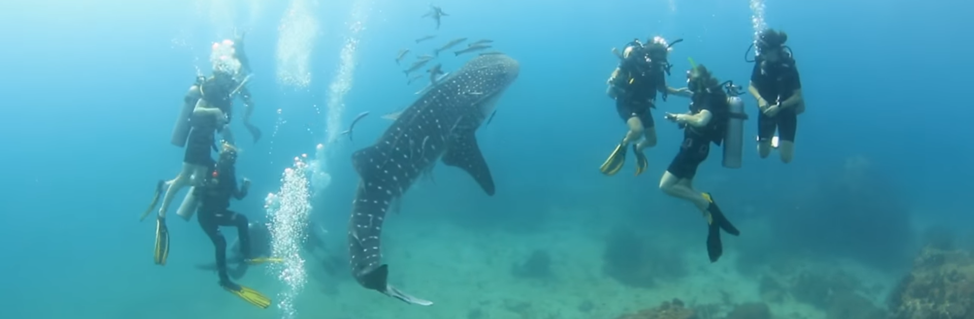 Baby whale shark