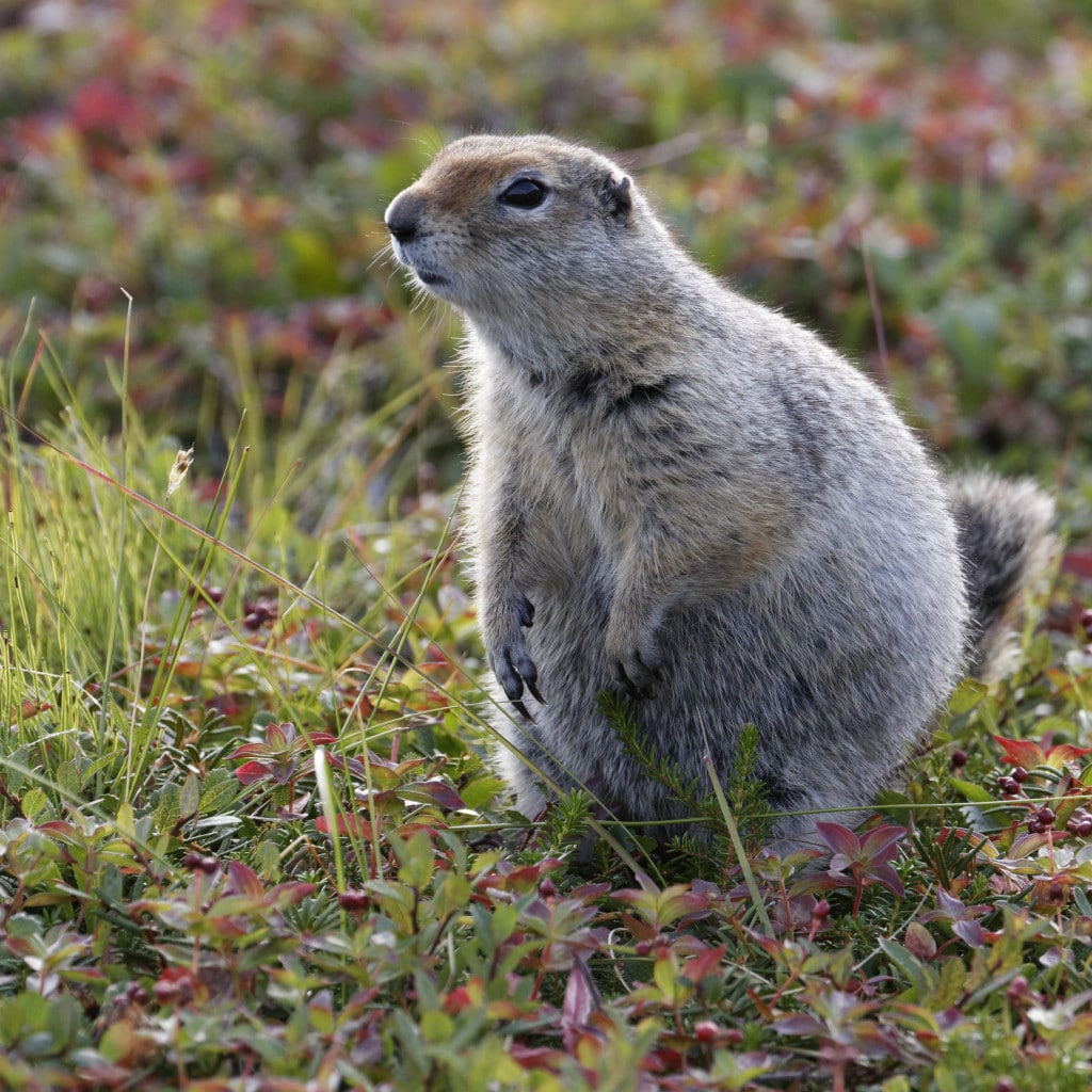 Ground squirrels – Wrangel Island