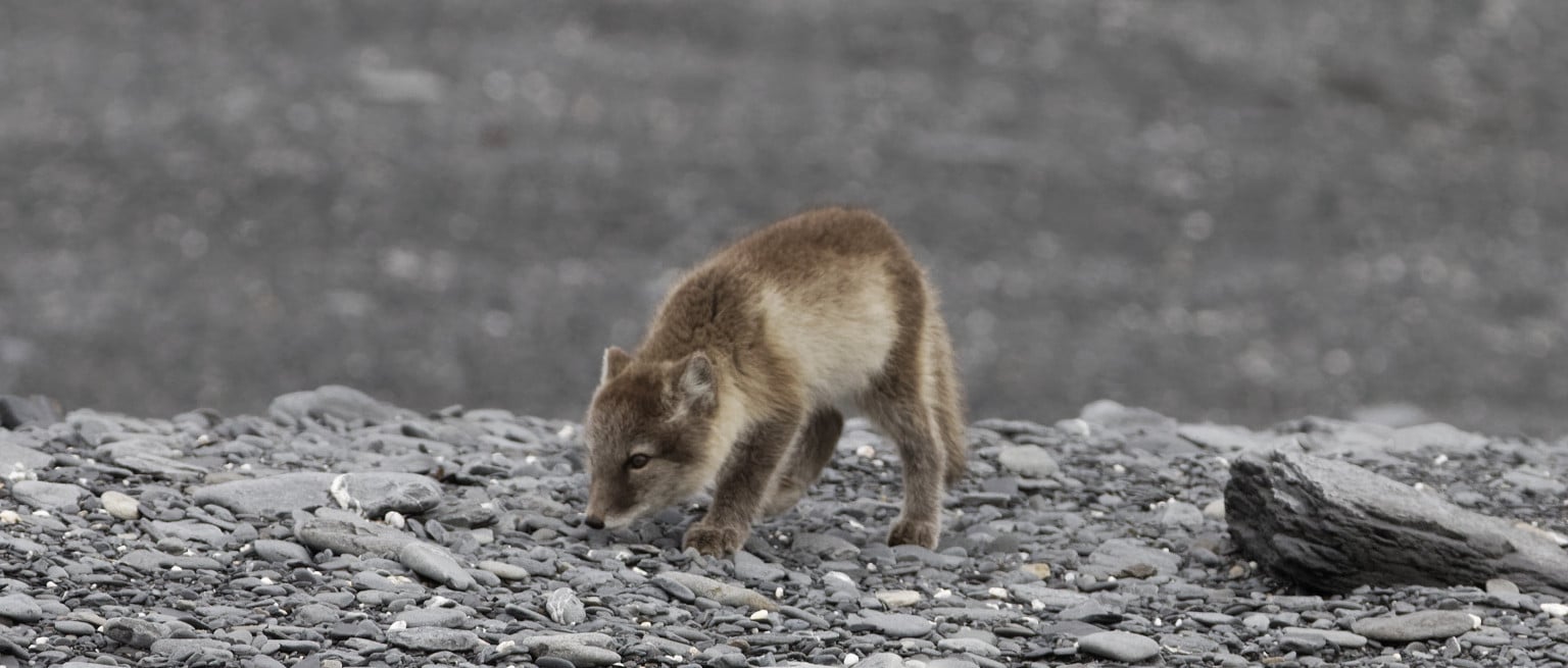 Arctic foxes aren’t white