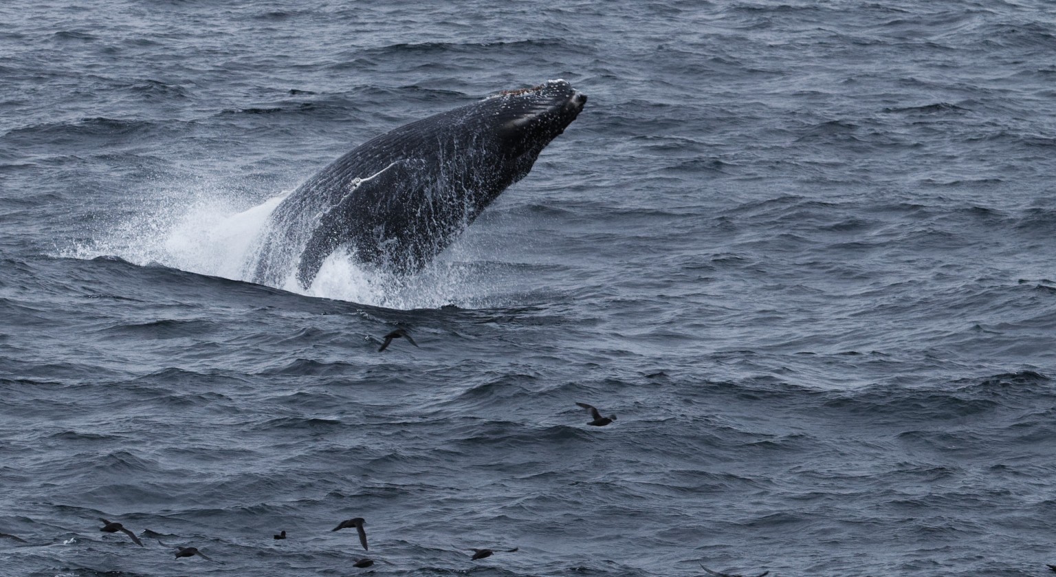 Gray whales – Wrangel Island