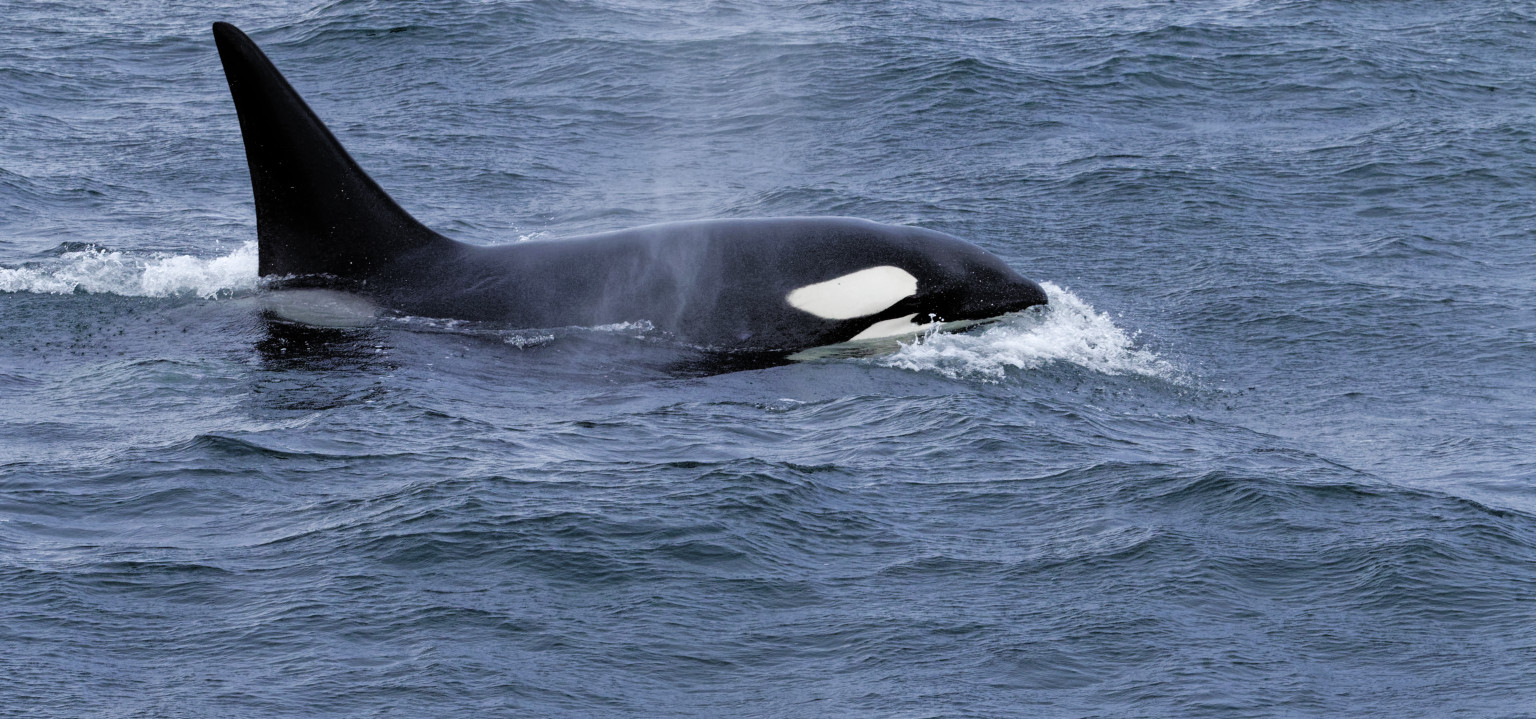 Killer whale – Wrangel Island