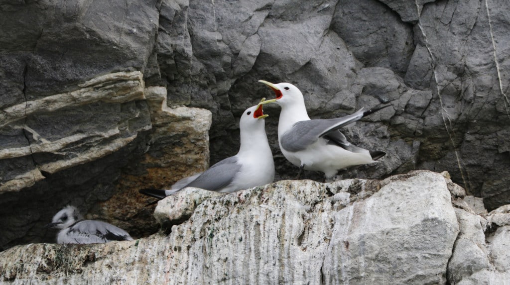 Black-legged kittiwake – Wrangel Island