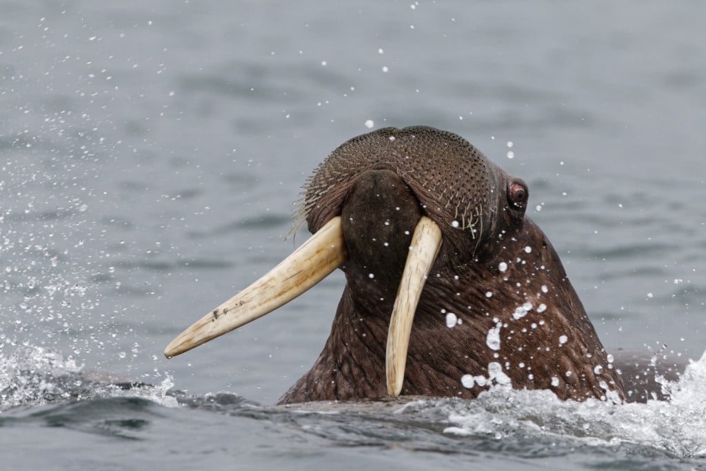 Walrus – Wrangel Island