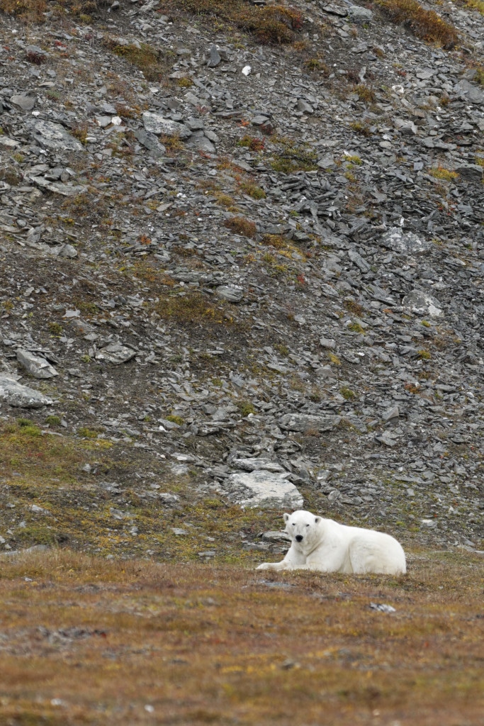Polar bears of Wrangel Island
