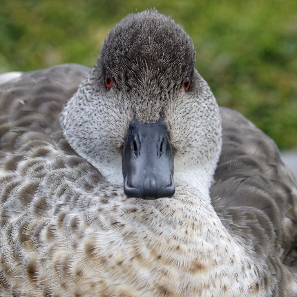 Patagonian crested duck