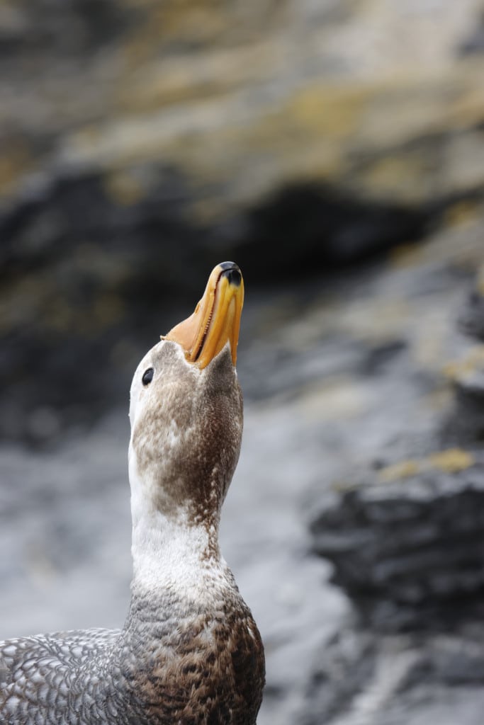 Flightless steamer duck