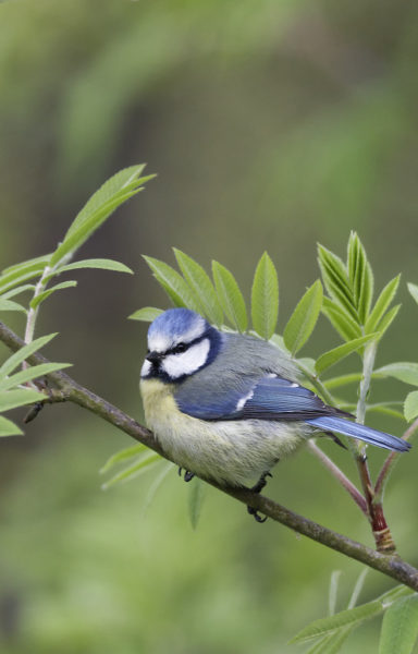 Eursaian blue tit