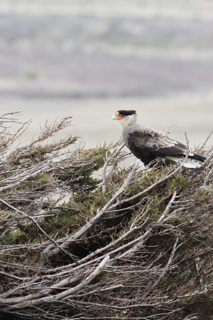 Crested caracara