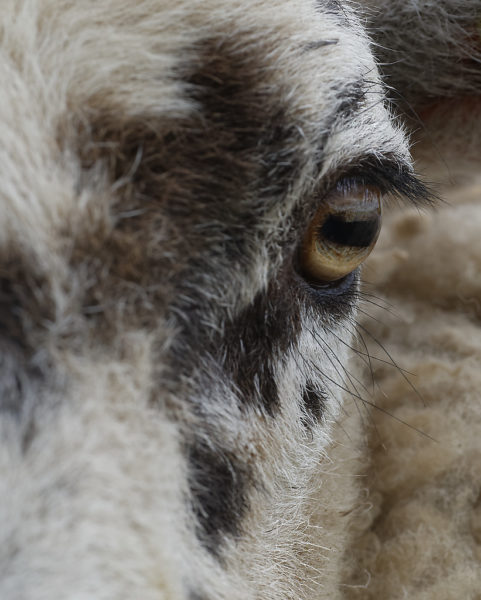 Sheep (eye)