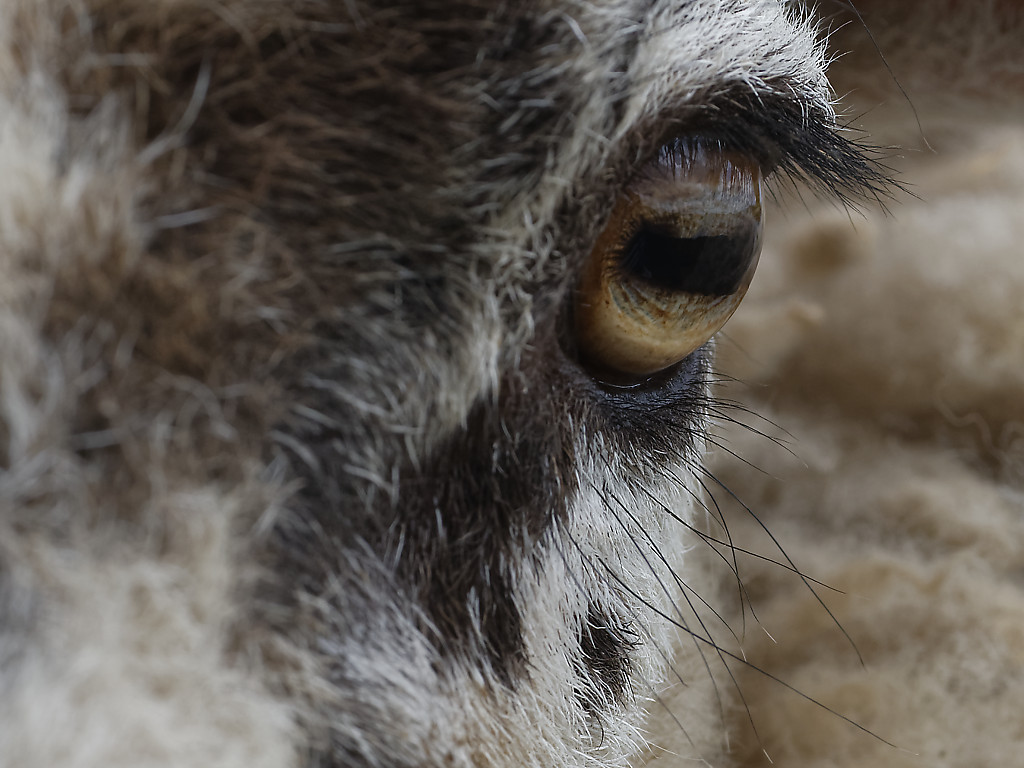 Sheep (eye)