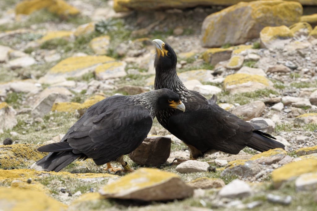 Striated caracara