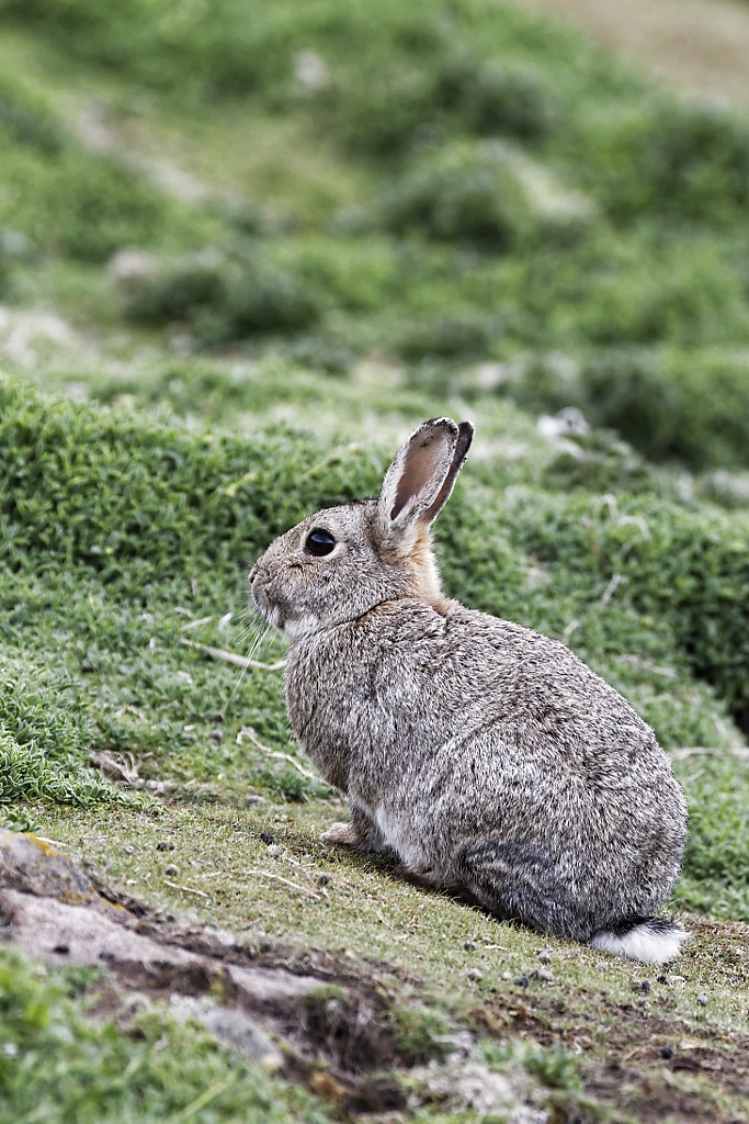 A Scottish bunny