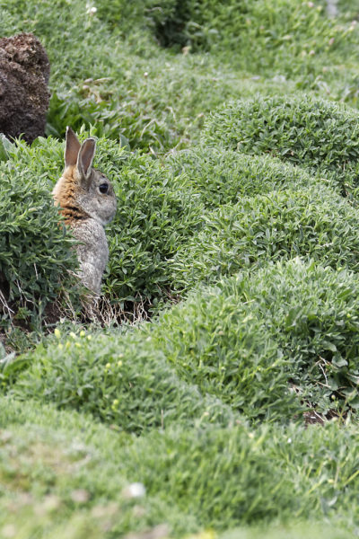 European rabbit