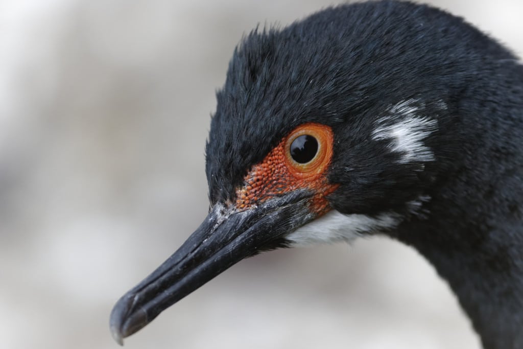 Rock cormorant, Rock shag