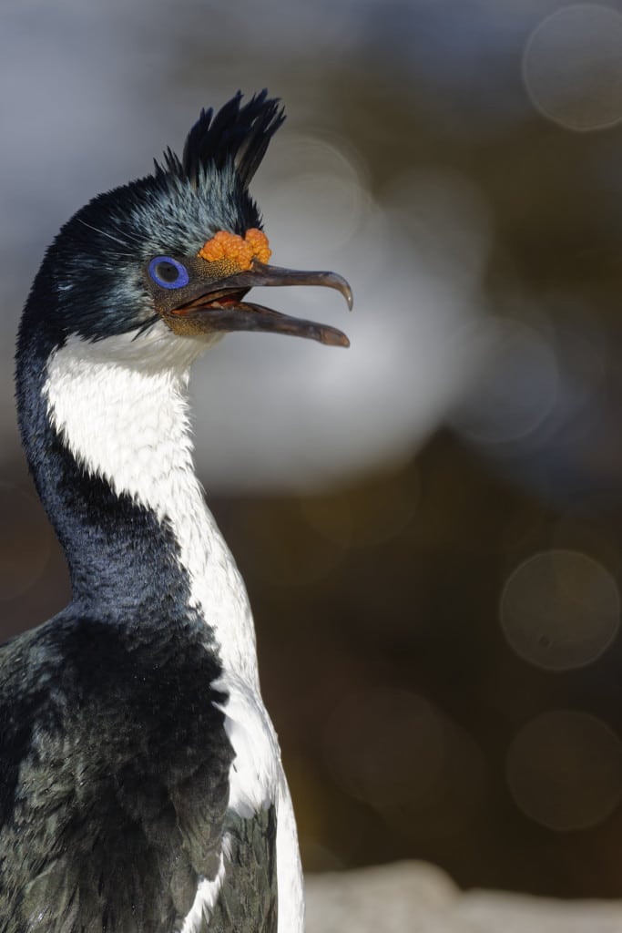 King cormorant, Imperial shag