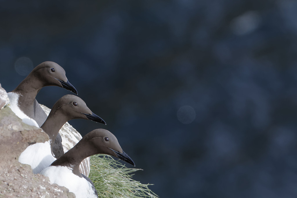 Common murre or common guillemot (Uria aalge)