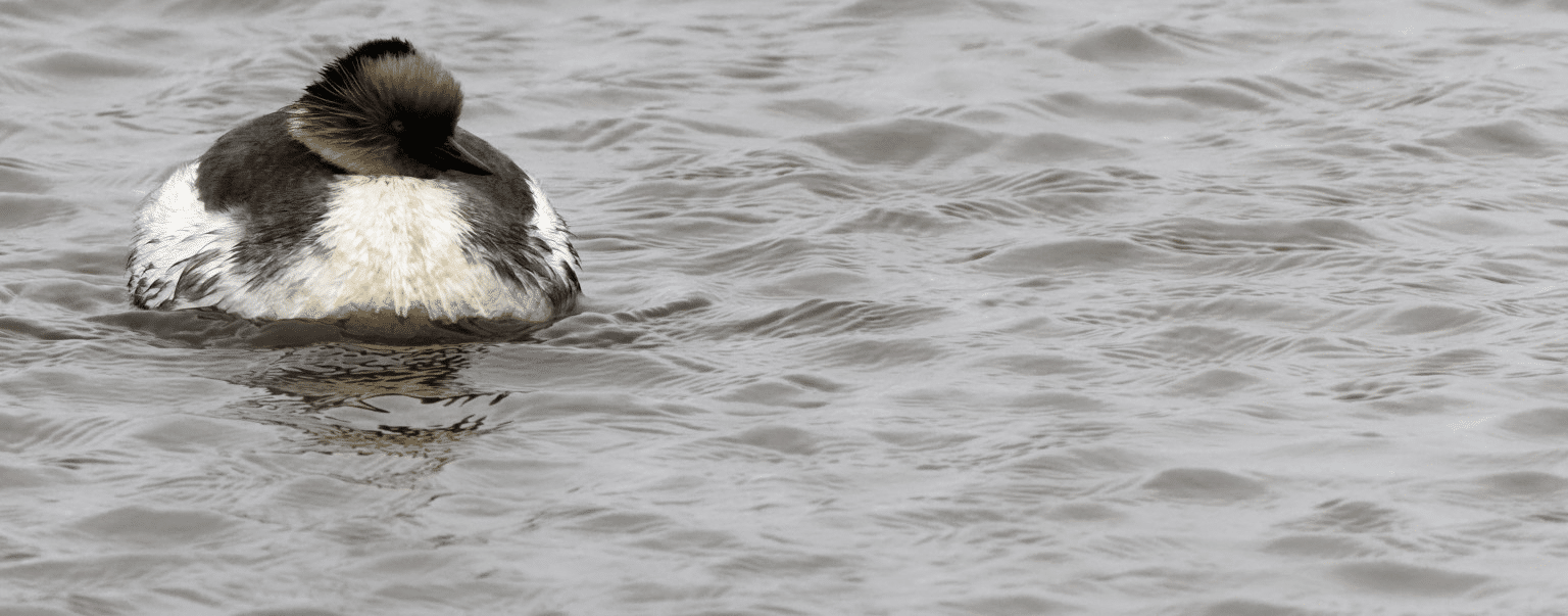 Silvery grebe