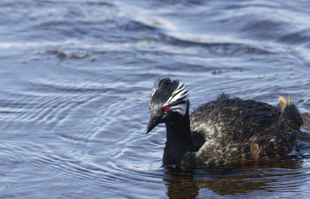 White-tufted grebe, Rolland’s grebe