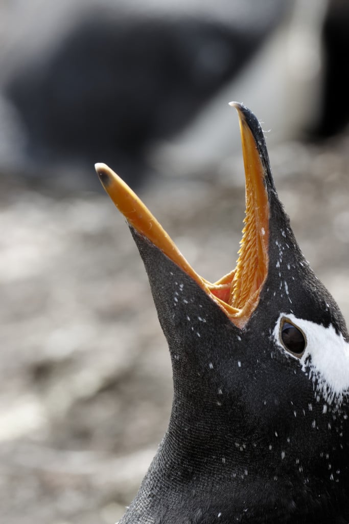 Gentoo penguin