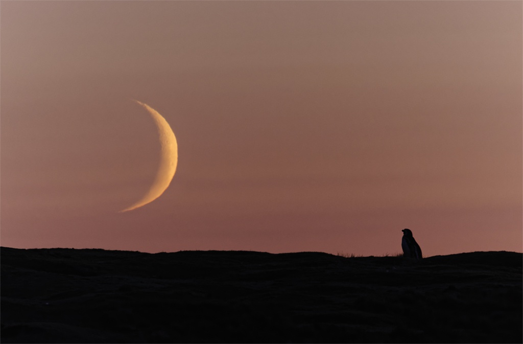 Magellanic penguin