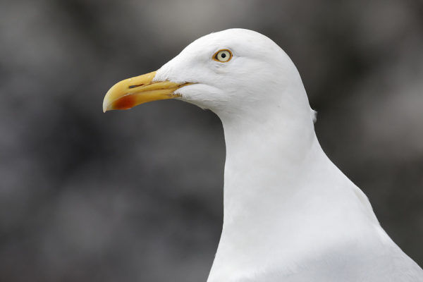 Glaucous gull