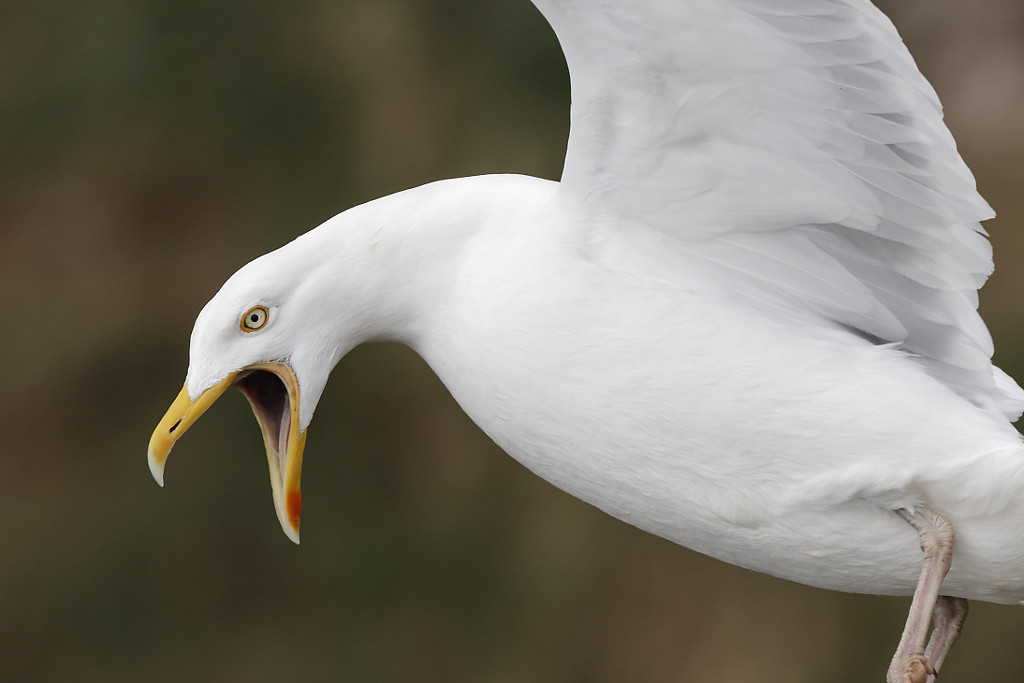 Glaucous gull