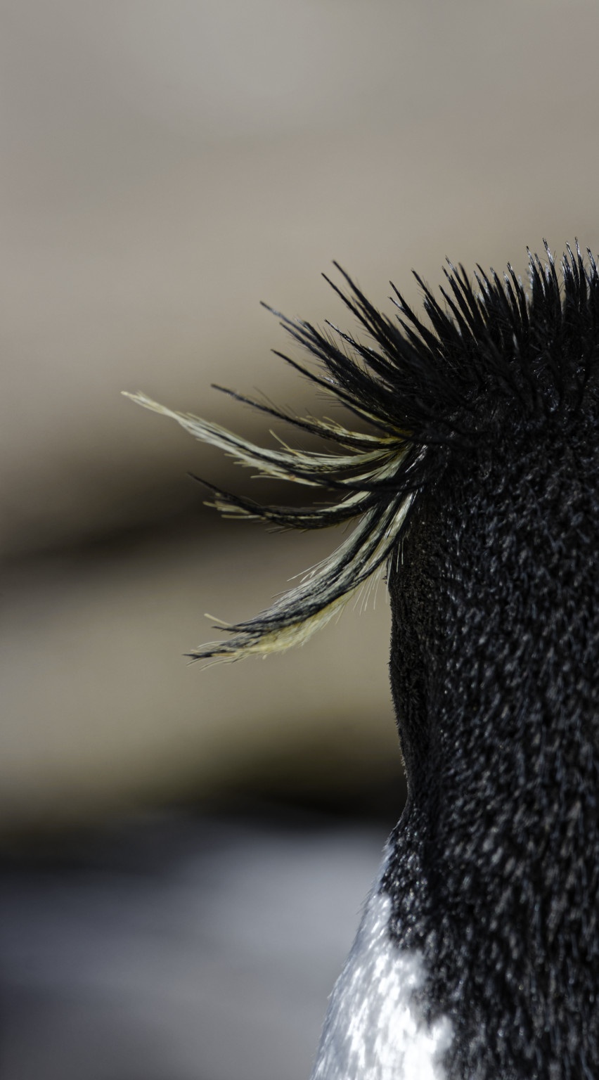 Southern rockhopper penguin