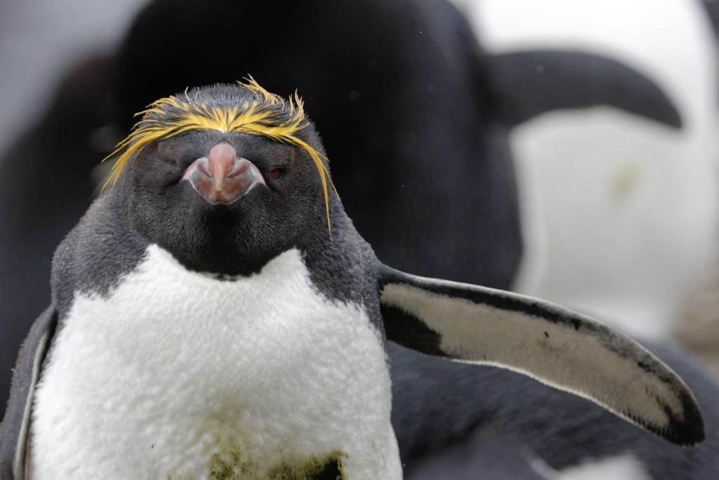 Macaroni penguin