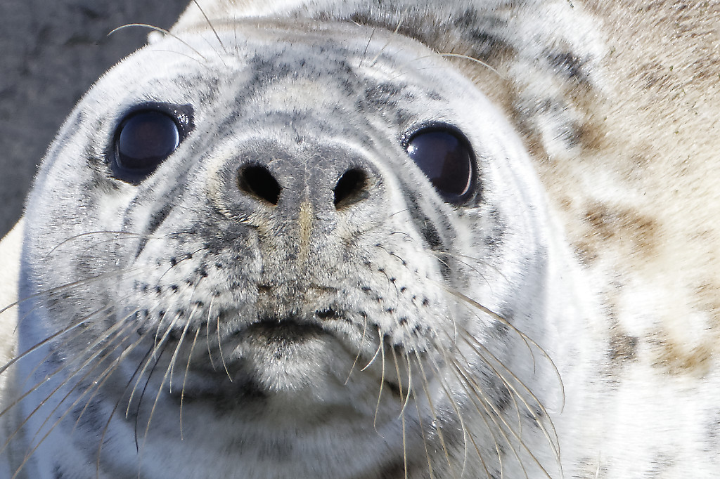 Grey seal