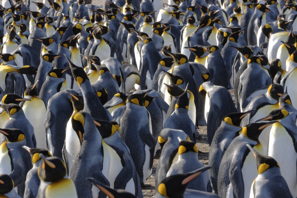 King penguins colony