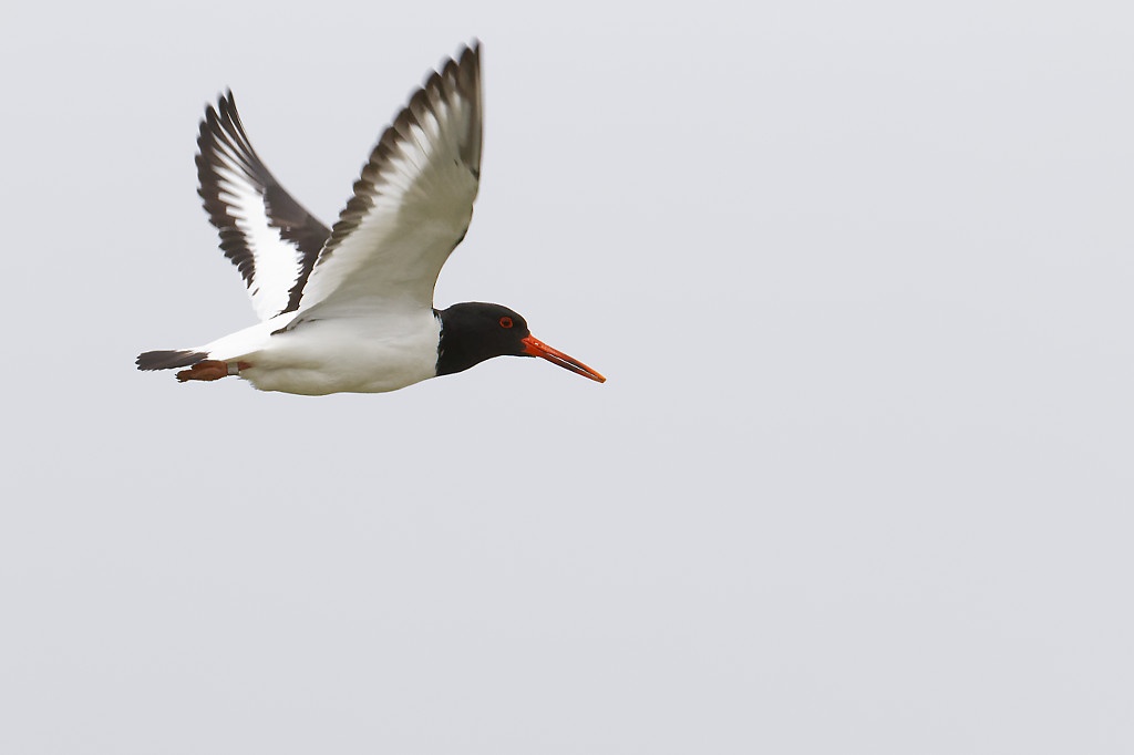 Eurasian oystercatcher