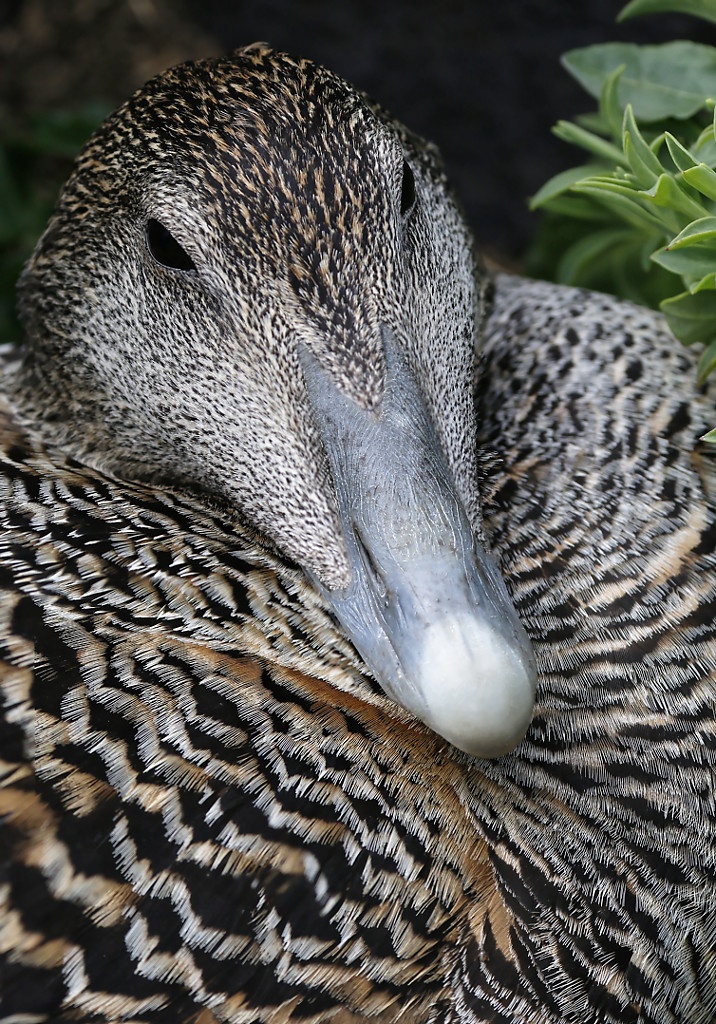 Common eider (female)