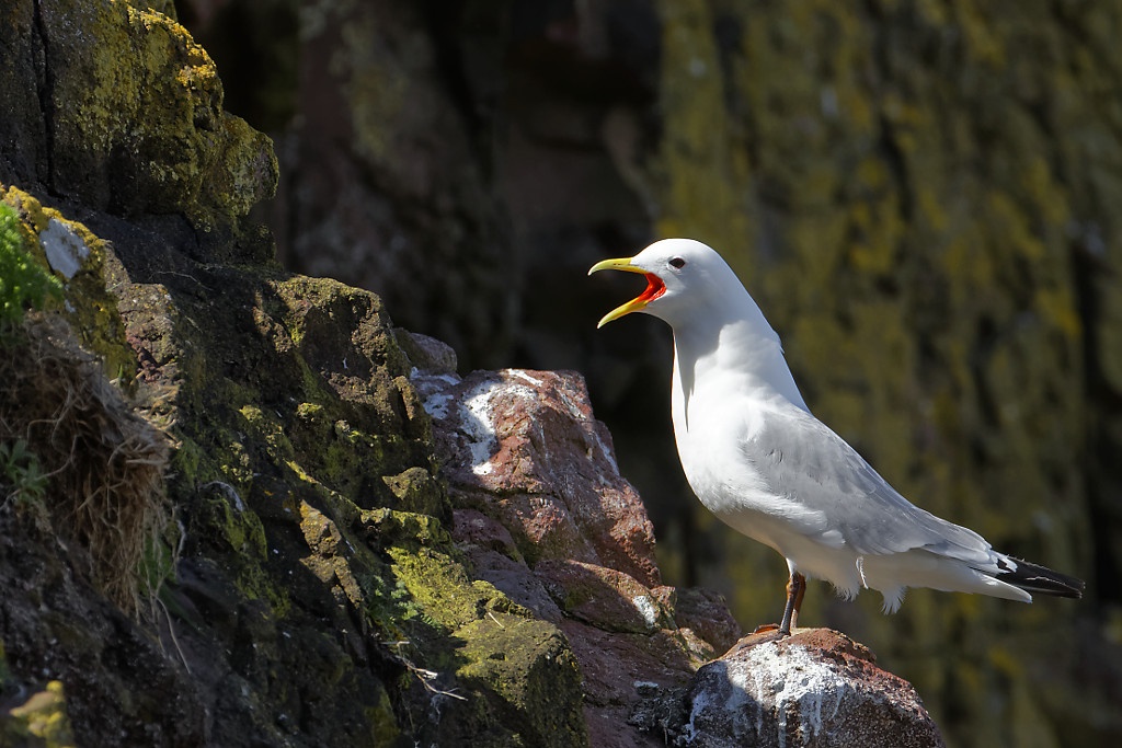 Black-legged Kittiwake